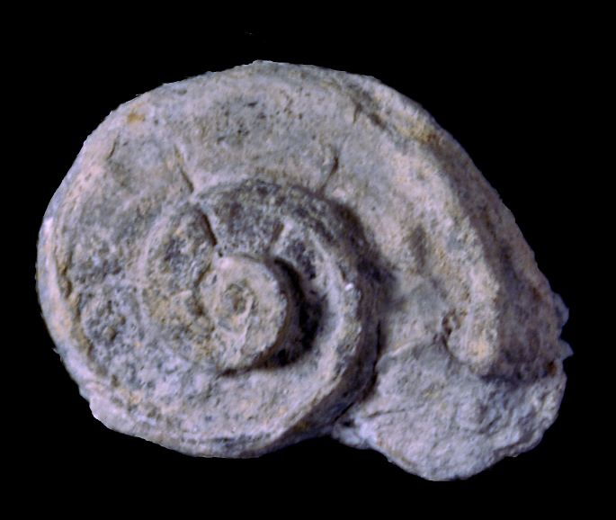 Trochomina
